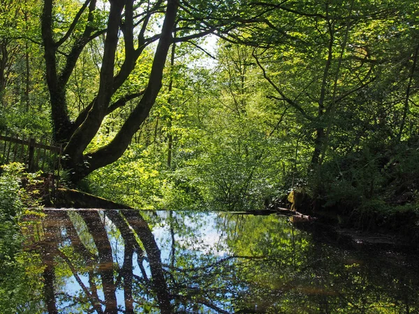 Лісові дерева відбиваються в спокійній річці з щільним заплутаним яскравим сонячним світло-зеленим літнім листям у Калдердейлі на західному Йоркширі — стокове фото