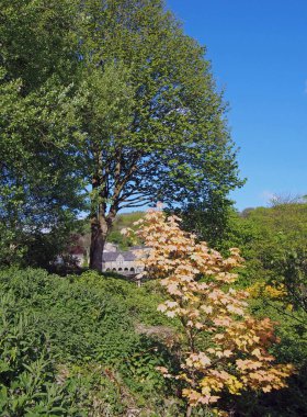 Bitkilerle ve ağaçlarla çevrili, Hebden Köprüsü 'nün batısındaki eski taş binalarla çevrili yeşil yay yapraklı bir ağaç.
