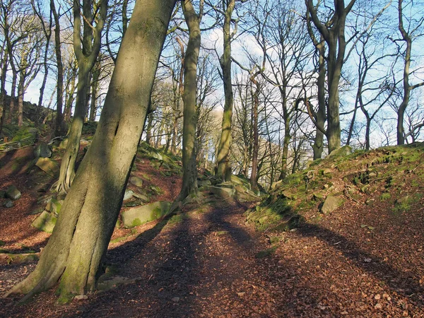 苔に覆われた岩が散在する丘陵地の裸の森の木 — ストック写真