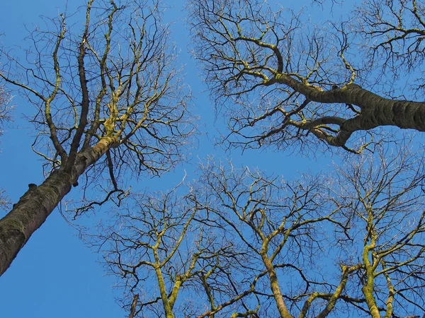 Blick Auf Hohe Waldbäume Mit Kahlen Ästen Vor Blauem Sonnenbeschienenen — Stockfoto