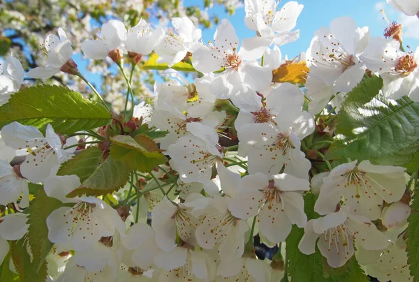 Gros Plan Fleurs Cerisier Blanc Avec Des Feuilles Printanières Lumineuses — Photo