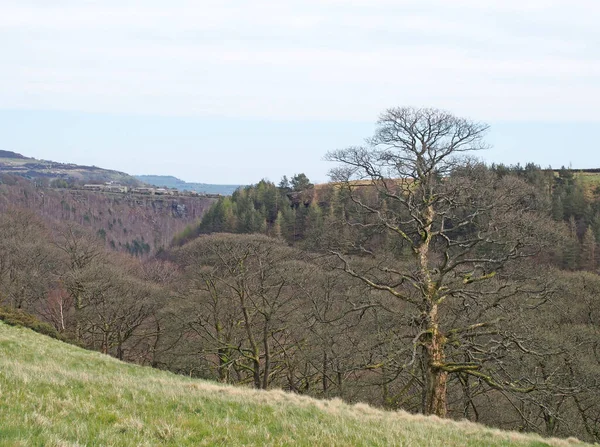 Wysokie Drzewo Zimowe Przed Lasem Widokiem Dolinę Calder Zachodnim Yorkshire — Zdjęcie stockowe