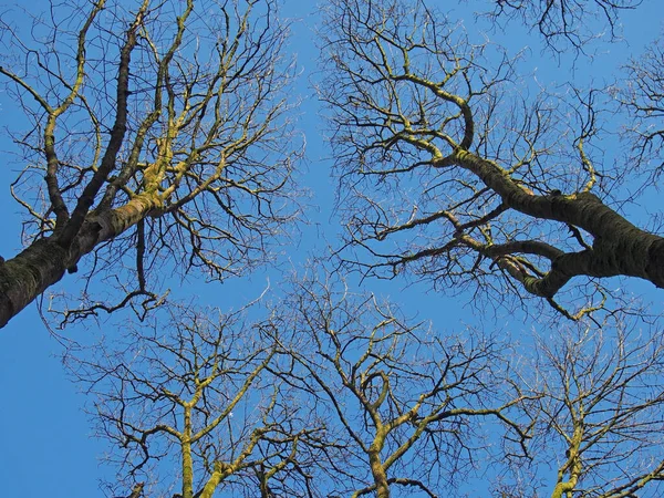 Vista Árvores Altas Floresta Com Galhos Nus Contra Céu Azul — Fotografia de Stock