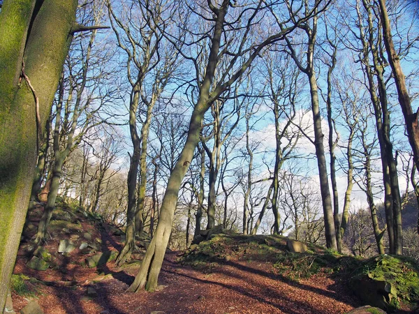 Árvores Floresta Dia Inverno Iluminado Pelo Sol Com Folhas Caídas — Fotografia de Stock