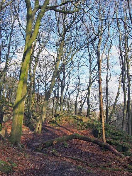 Kahle Waldbäume Auf Hügeligem Boden Mit Verstreuten Moosbedeckten Felsbrocken Mit — Stockfoto