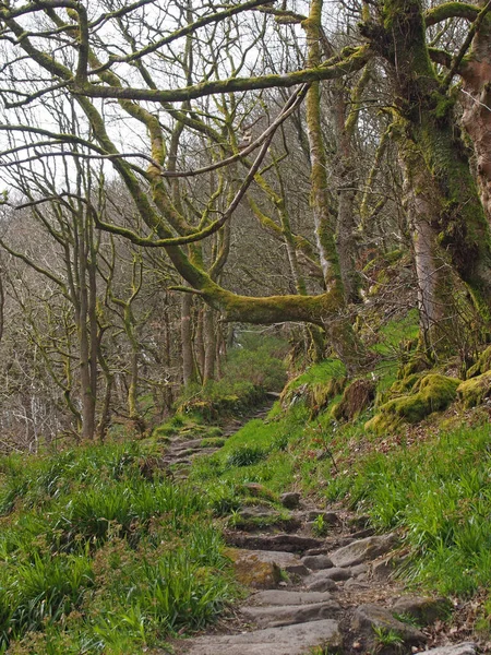 Sendero Arbolado Con Escalones Piedra Que Suben Por Una Ladera — Foto de Stock