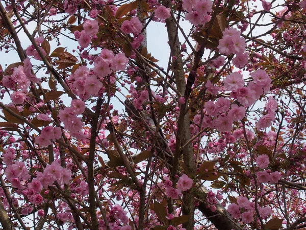 Muitas Flores Cereja Rosa Pétalas Uma Árvore Contra Céu Azul — Fotografia de Stock