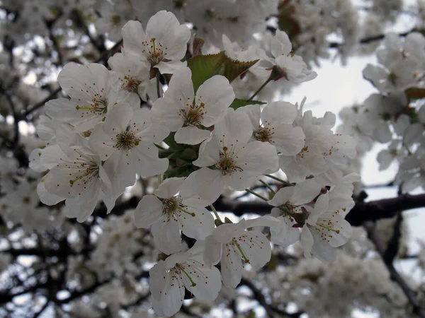 Ένα Κοντινό Πλάνο Από Φωτεινό Λευκό Άνθος Κερασιάς Ένα Δέντρο — Φωτογραφία Αρχείου