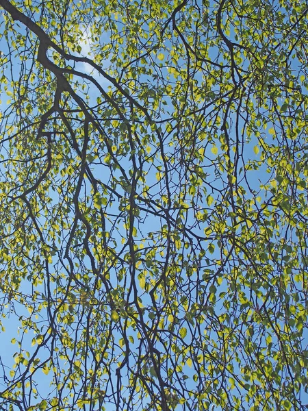 Висящие Ветви Ивы Ярко Зелеными Весенними Листьями Солнечном Голубом Небе — стоковое фото
