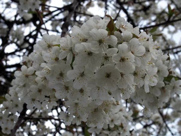 春の満開の木の上に鮮やかな白桜の花が咲き誇り — ストック写真