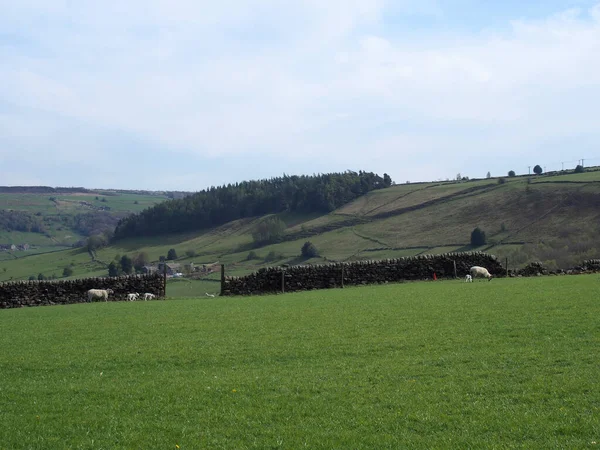 Schafe Und Neue Frühlingslämmer Weiden Auf Feldern Umgeben Von Steinmauern — Stockfoto