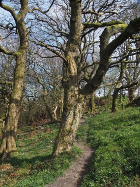 Ağaçlık alandaki uzun kayın ağaçları arasında bir bahar sabahı dallarında güneş ışığı ve mavi gökyüzü