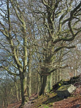 Bir bahar sabahı, ağaçlık alanda, dallarında güneş ışığı ve mavi gökyüzü olan iki uzun kayın ağacı.