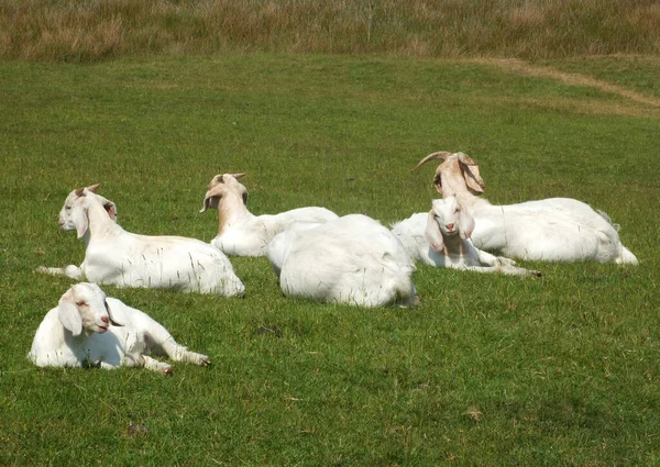 Groupe Familial Chèvres Ferme Blanches Couchées Dans Champ — Photo