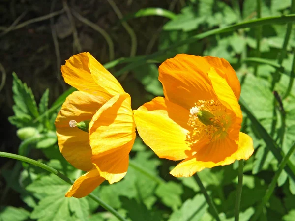 Parlak Sarı Galli Gelincik Çiçeğinin Üzerine Güneş Işığında Yeşil Bitki — Stok fotoğraf