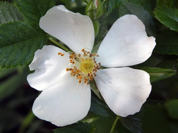 Close Single White Rose Flower Background Dark Green Leaves — Stock Photo, Image