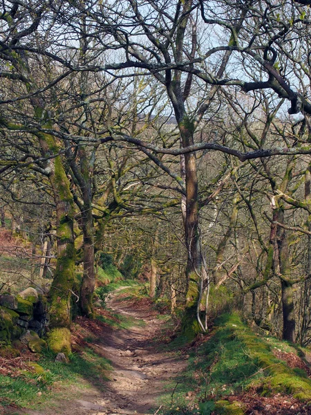 Long Narrow Pathway Though Dense Forest Running Hillside — Stock Photo, Image