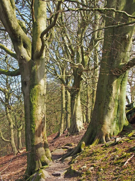 春天的早晨 树林里的两棵高大的老山毛榉间的小路 树枝上挂着阳光 蓝蓝的天空 — 图库照片