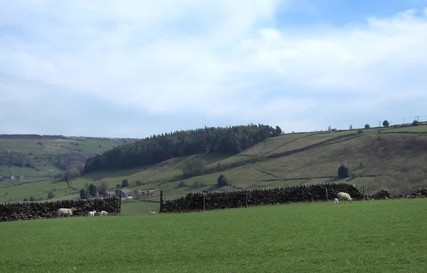 Batı Yorkshire Pennine Kırsalındaki Taş Duvarlar Tepelerle Çevrili Tarlalarda Otlayan — Stok fotoğraf