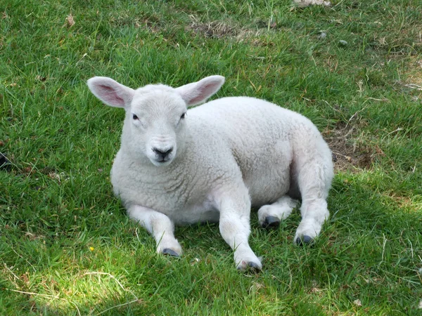 Primo Piano Giovane Agnello Primaverile Seduto Campo — Foto Stock