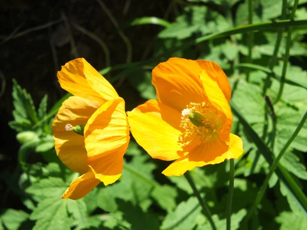Parlak Sarı Galli Gelincik Çiçeğini Güneş Işığıyla Aydınlatılmış Yeşil Arkaplana — Stok fotoğraf