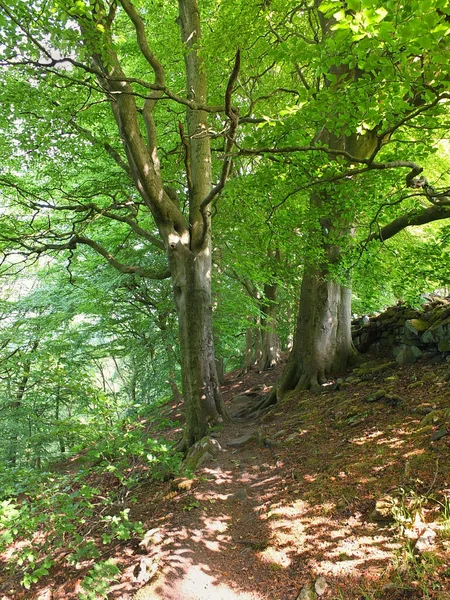 位于西约克郡乌鸦窝森林的山坡上 长满了生机勃勃的绿色夏叶的高大森林山毛榉树 — 图库照片