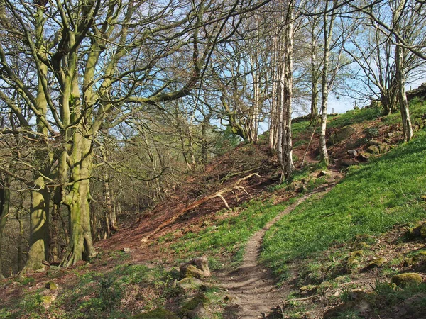 Escena Del Bosque Primavera Temprana Con Camino Ladera Entre Árboles — Foto de Stock