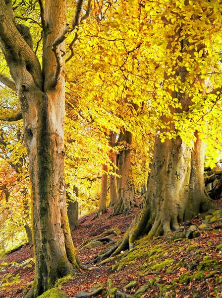 Grands Arbres Forestiers Sur Une Colline Avec Lumière Soleil Brillant — Photo