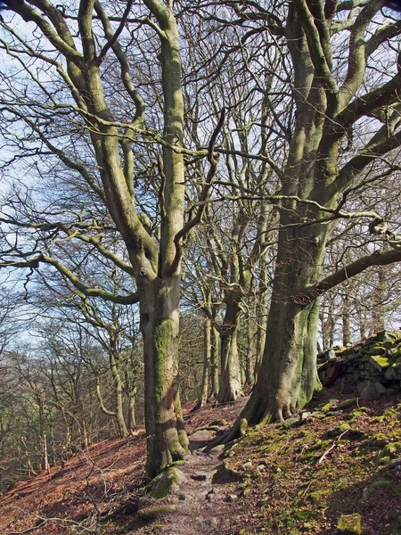 森林里两棵高大的老山毛榉树之间的小径 是春天的早晨 树枝上挂着阳光 蓝天映衬着 — 图库照片