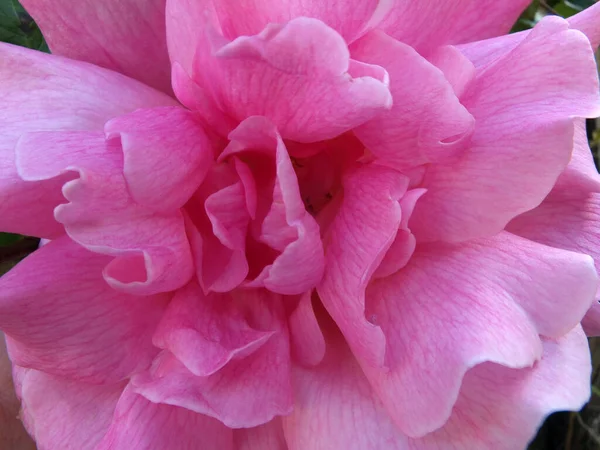 Full Frame Close Bright Pink Rose Bloom — Stock Photo, Image