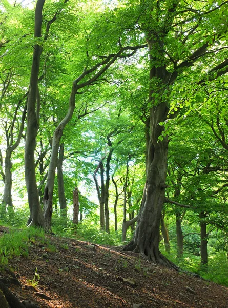 Hohe Waldbuchen Mit Leuchtend Grünen Sommerblättern Einem Hang Krähennestwäldern West — Stockfoto