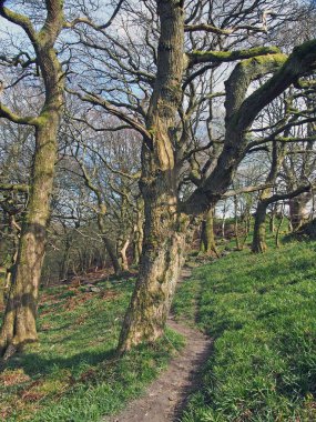 İlkbahar ormanlık sahnesinde yaprakları tomurcuklanan yaşlı ağaçlar arasında bir patika var.