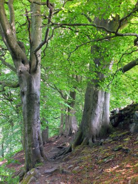 Yüksek orman kayın ağaçları, canlı yeşil yaz yaprakları, batı Yorkshire 'daki karga yuvası ormanlarında bir yamaçta.