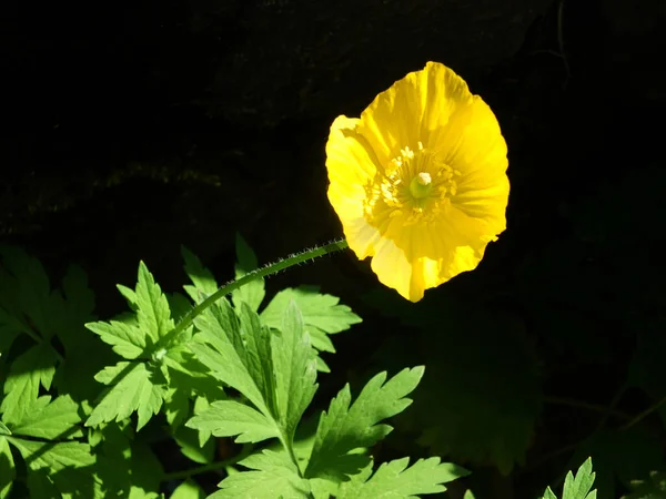 Perto Amarelo Brilhante Flores Papoula Galês Com Vegetação Verde Iluminada — Fotografia de Stock
