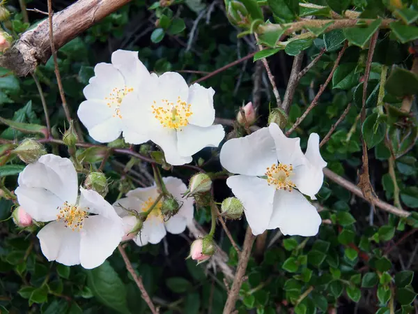 Közel Egy Vad Fehér Rózsa Virágok Hátterű Zöld Levelek Sövényben — Stock Fotó