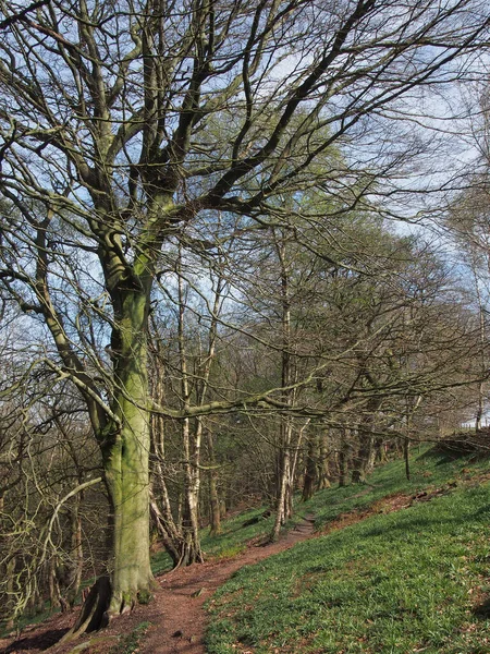 春天的早晨 树枝上挂着阳光 在林地的高大的老山毛榉树之间的小路 — 图库照片