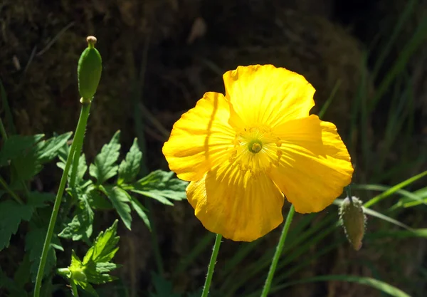 Parlak Sarı Bir Galli Gelincik Çiçeğinin Tohum Kabuklarının Üzerine Koyu — Stok fotoğraf