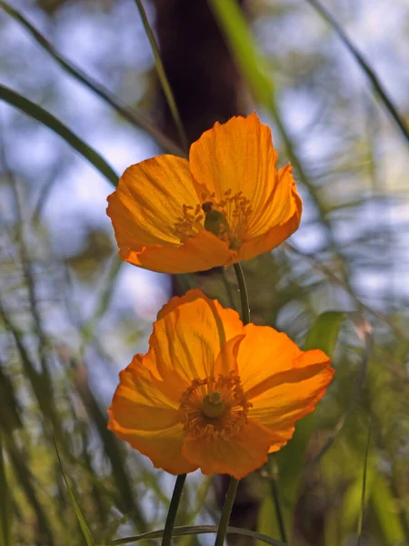 Крупним Планом Дві Яскраві Апельсинові Валлійські Макові Квіти Розмитому Тлі — стокове фото