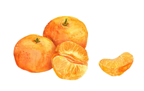 Mandarijn oranje vruchten. Aquarel — Stockfoto