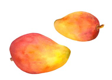 Mango meyve - suluboya resim boyalı