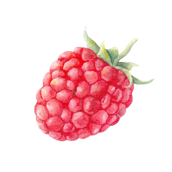 Framboise Célibataire Fruits Aquarelle Illustration Alimentaire — Photo