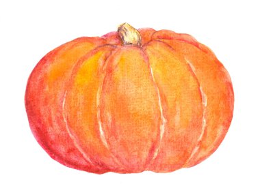 Balkabağı. Sulu boya bitkisel