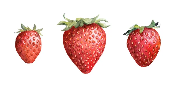 イチゴの果実。図面を描いた水彩画 — ストック写真