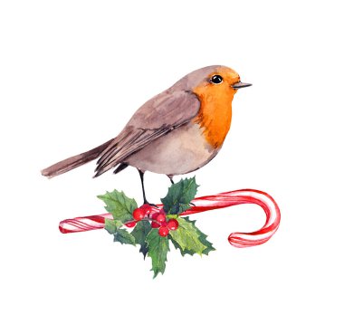 Robin bird on candy cane and xmas mistletoe. Watercolor card for Christmas clipart