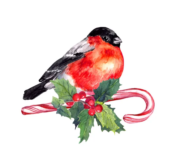 Christmas bird finch on candy cane and mistletoe. Watercolor — Stock Photo, Image