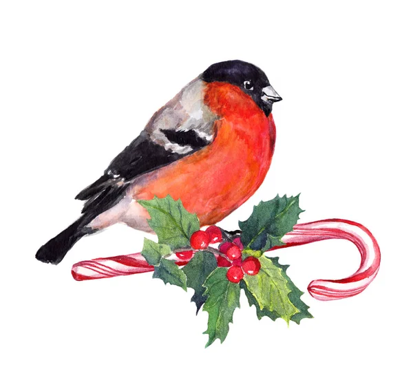 Christmas bird finch on candy cane and mistletoe. Watercolor — Stock Photo, Image
