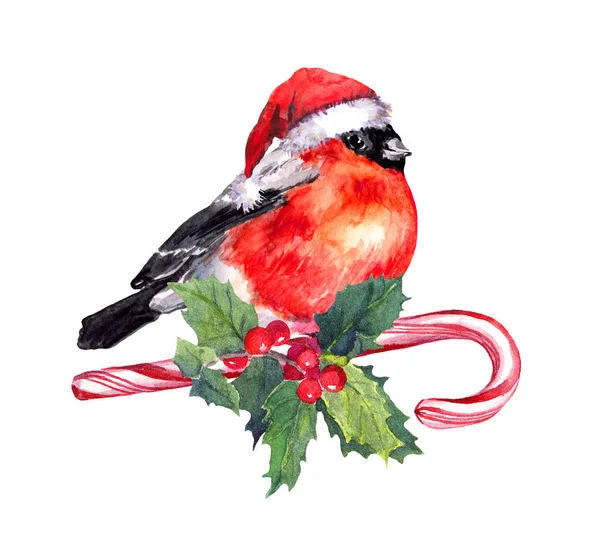 Christmas bird finch in red santa hat on candy cane and mistletoe. Watercolor — Stock Photo, Image