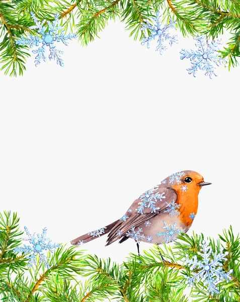 Robin bird, pine tree branches frame. Christmas card, empty blank. Watercolor — Stock Photo, Image