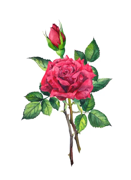 Czerwony kwiat róży - łodyga z liśćmi. Akwarela — Zdjęcie stockowe