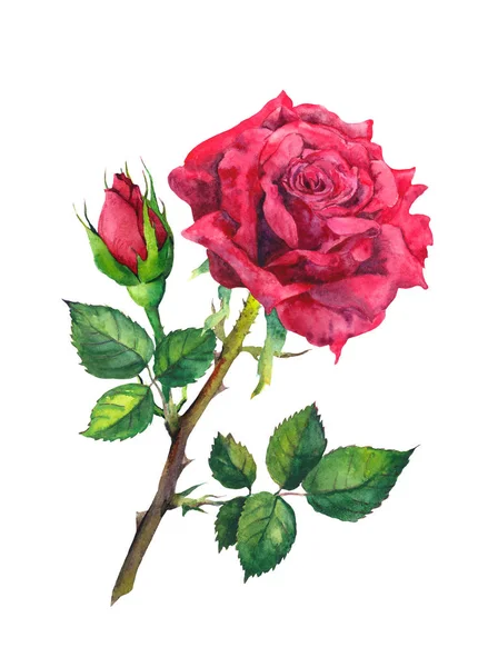 Czerwony kwiat róży, bud. Akwarela ilustracja botaniczna — Zdjęcie stockowe